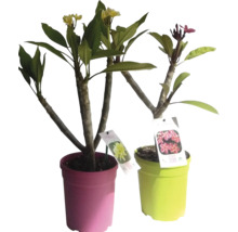 Zwei Frangipani Pflanzen in Töpfen