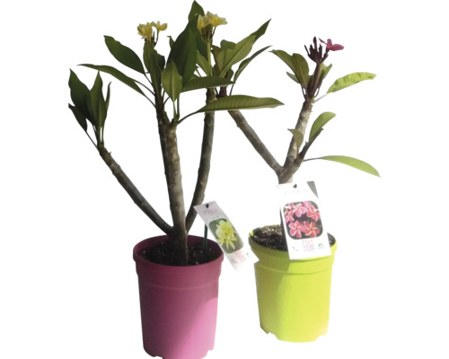 Zwei Frangipani Pflanzen in Töpfen