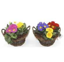 Zwei Primel Körbchen mit bunten Blüten.