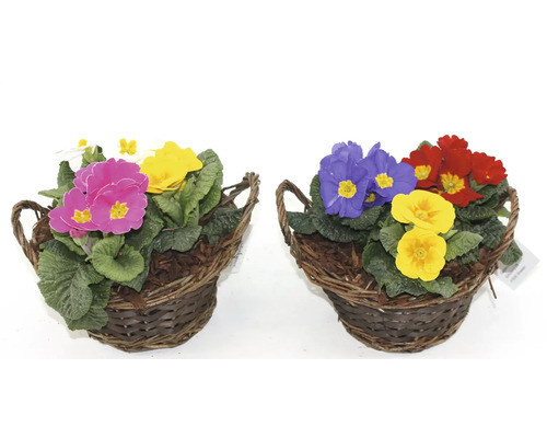 Zwei Primel Körbchen mit bunten Blüten.