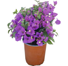Blühendes Bougainvillea im Topf