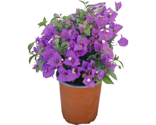 Blühendes Bougainvillea im Topf