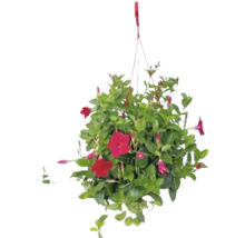 Hängende Mandevilla-Pflanze mit roten Blüten