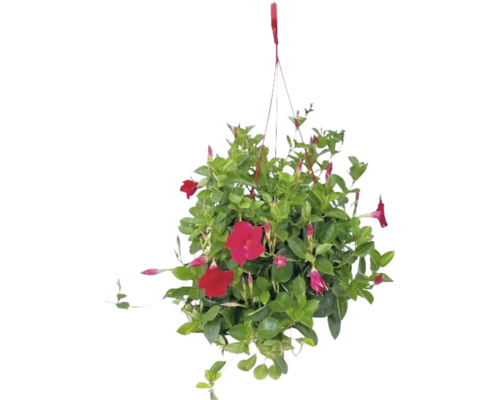 Hängende Mandevilla-Pflanze mit roten Blüten