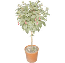 Fuchsienbäumchen im Topf
