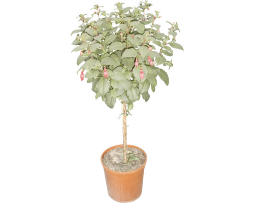 Fuchsienbäumchen im Topf