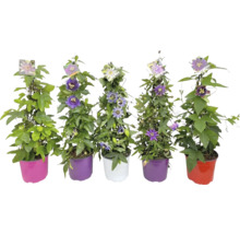 Fünf Passionsblumen in Töpfen