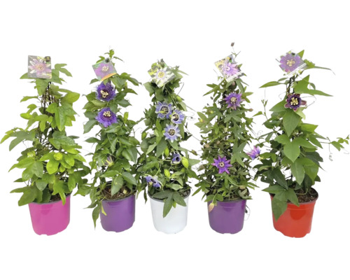 Fünf Passionsblumen in Töpfen