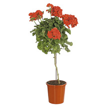 Geranien Hochstamm im Topf