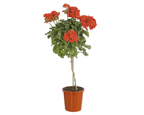 Geranien Hochstamm im Topf