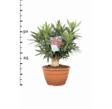 Oleander im Topf mit grünen Blättern und roter Blüte