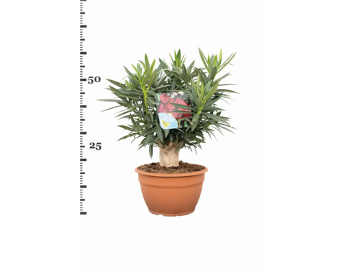 Oleander im Topf mit grünen Blättern und roter Blüte
