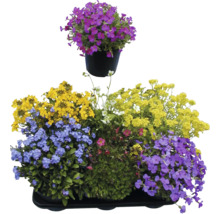 Verschiedene Frühlingsblumen in einem Topf und einer Schale