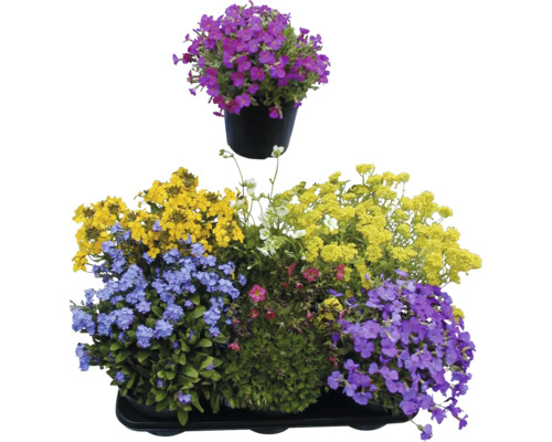 Verschiedene Frühlingsblumen in einem Topf und einer Schale