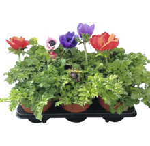 Anemonenmischung im Topf
