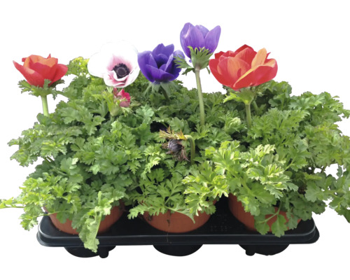 Mahn Papaver H ca. 50 cm Anemonenmischung im Topf