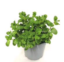 Minze Pflanze im Topf