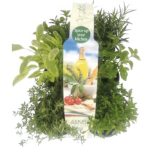 Kräutertopf mit Thymian, Salbei, Oregano und Rosmarin