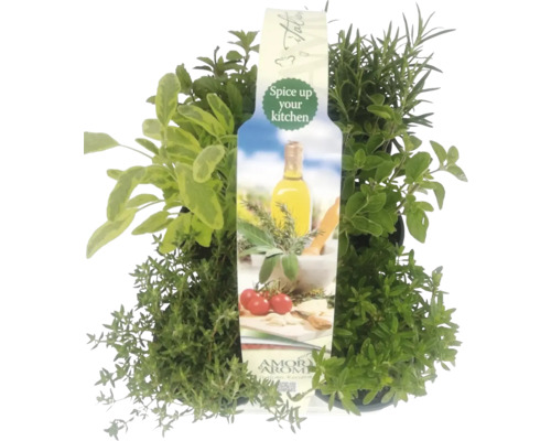 Kräutertopf mit Thymian, Salbei, Oregano und Rosmarin