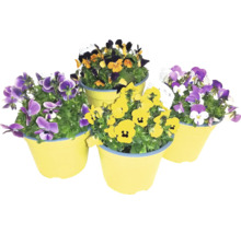 Hornveilchen in Blumentöpfen