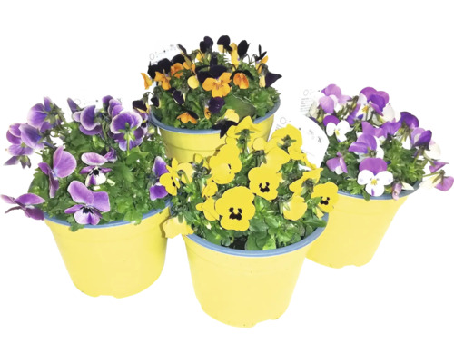 Hornveilchen Viola cornuta Ø 14 cm Topf, sortiert Hornveilchen in Blumentöpfen