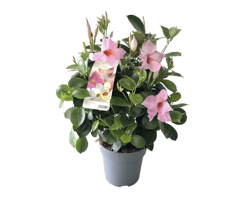 Dipladenia im Topf mit rosa Blüten und grünen Blättern
