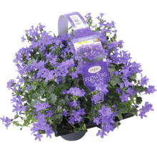 Glockenblume im Topf mit violetten Blüten