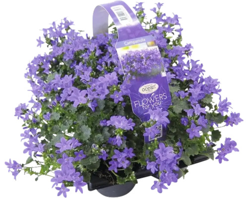 Glockenblume im Topf mit violetten Blüten