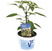 Topf-Chili Pflanze im Topf