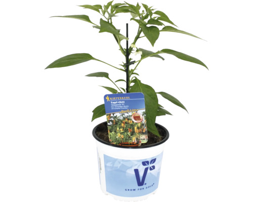 Topf-Chili Pflanze im Topf