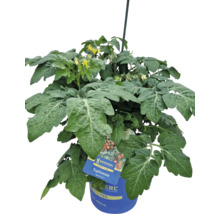 Topftomate im blauen Topf mit Pflanzenetikett