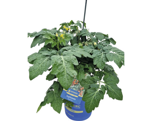 Topftomate im blauen Topf mit Pflanzenetikett