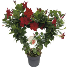 Dipladenia im Topf mit roten Blüten und herzförmiger Wuchsform.