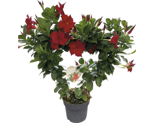 Dipladenia im Topf mit roten Blüten und herzförmiger Wuchsform.