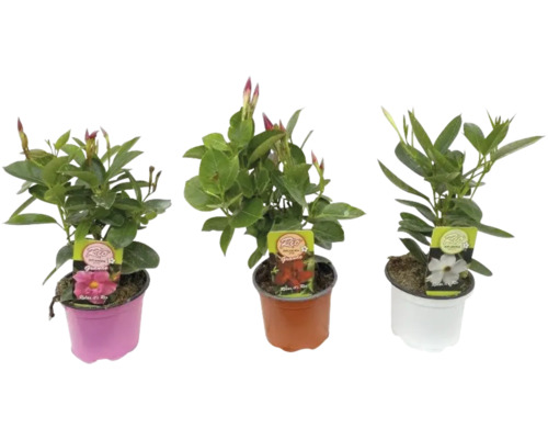 Drei Dipladenia Pflanzen in Töpfen mit unterschiedlichen Blütenfarben.