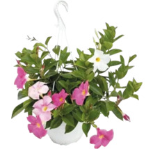 Hängende Mandevilla Pflanze mit rosa und weißen Blüten im Topf