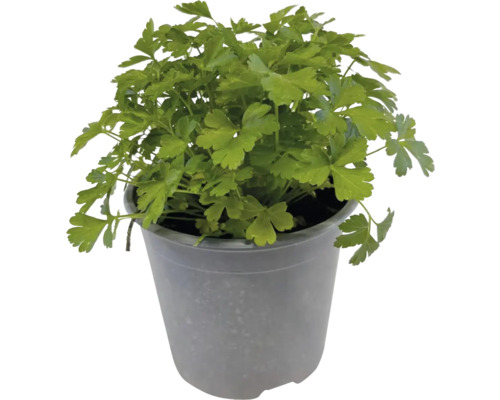 Petersilie im Topf