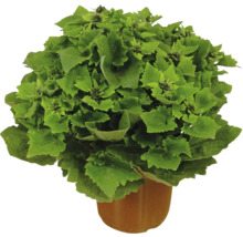 Grüne Zierpflanze in einem Topf