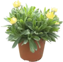 Gelbe Strohblume im Topf