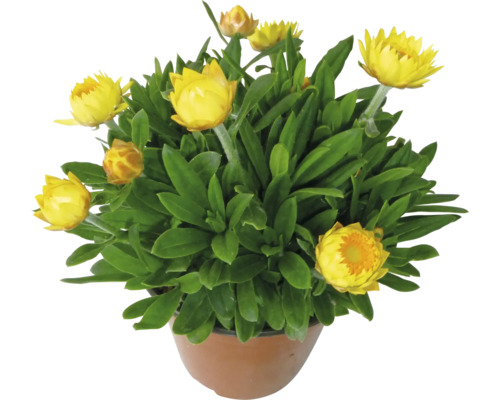 Strohblume in einem Topf