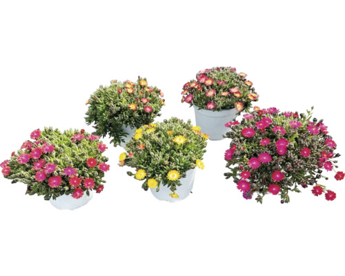 Verschiedenfarbige Mittagsblumen in Pflanzgefäßen