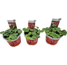 Drei Erdbeerpflanzen verschiedener Sorten im Topf