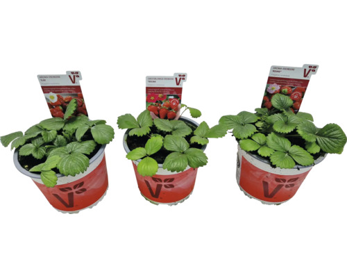 Drei Erdbeerpflanzen verschiedener Sorten im Topf