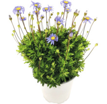 Blühende Strauchaster im Topf