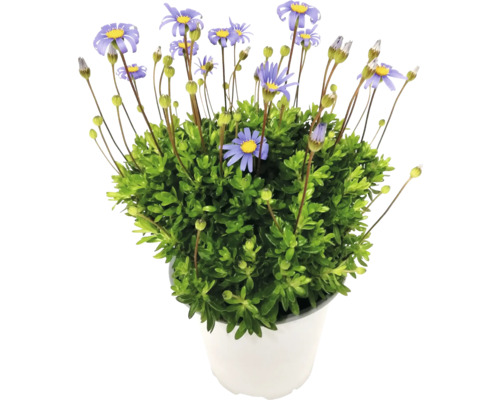 Blühende Strauchaster im Topf