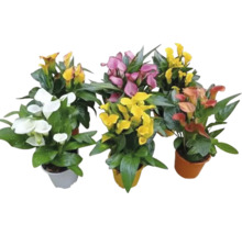 Verschiedenfarbige Zantedeschia-Calla-Blumen in Töpfen