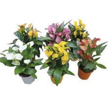 Verschiedenfarbige Zantedeschia-Pflanzen in Töpfen