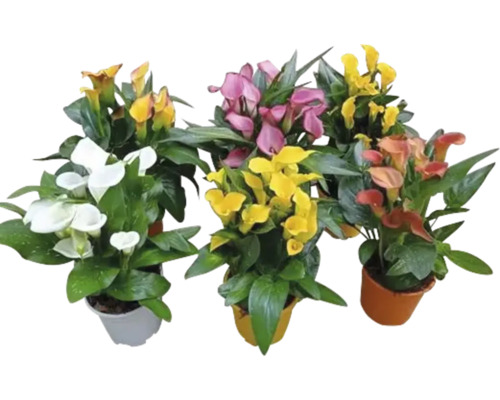 Verschiedenfarbige Zantedeschia-Pflanzen in Töpfen