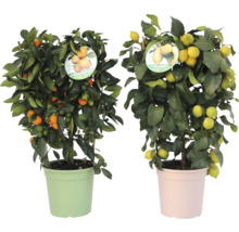 Zwei Zitruspflanzen im Topf: Calamondin und Zitrone