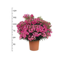 Oleander im Topf mit Höhenangabe